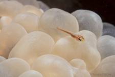 Nicolas DACHE - NICOLAS DACHE PHOTOGRAPHE